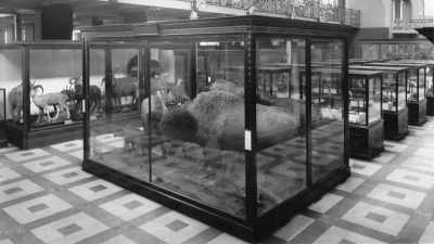 They would be enclosed
in the largest display case - The American Buffalo