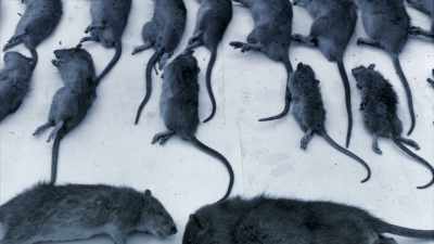 - They would make sure
that these explosive rats - The UnBelievable with Dan Aykroyd