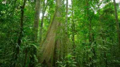 They'll absorb more and more
carbon dioxide from our atmosphere, - Our Great National Parks