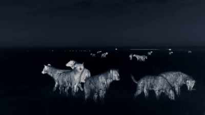They'll attack the lions
if they get a chance - Dynasties