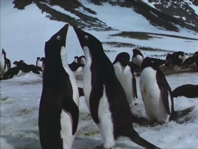 They'll be back again next year struggling over the same barren stretch - Cry of the Penguins