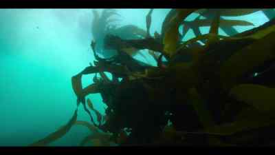 They'll be carried away
on the great current, - Our Oceans