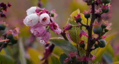 They'll be here until
early, mid-June -- - The Pollinators