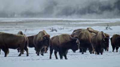 They'll eat as much as 20 pounds - Yellowstone: One-Fifty