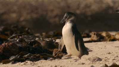 They'll gather their courage
here for a few days... - Penguin Town