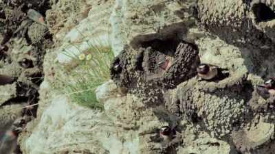 They'll lay their eggs
even before the mud has dried. - Epic Yellowstone
