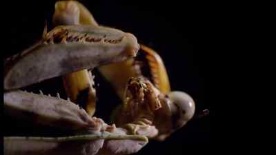 They'll mostly eat locusts
and crickets - Micro Monsters with David Attenborough