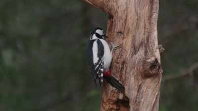 They'll peck out a nest, - Wild Nordic