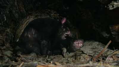 They'll remain in here,
mating regularly, for several days. - David Attenborough's Tasmania
