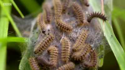 They'll spend the winter months
cocooned within. - Wales: Land of the Wild