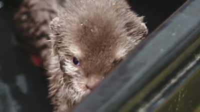 They'll start making one
of those 13 vocalizations. - Secrets of the Zoo