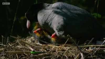 They're a bit behind their
neighbours, the coots - - Wales: Land of the Wild