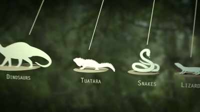 They're a sister group
to the dinosaurs - Modern Dinosaurs
