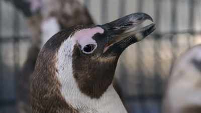 They're all survivors. - Penguin Town