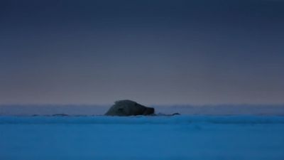 They're already excellent swimmers. - Earth at Night in Color