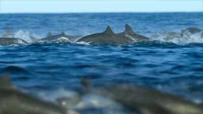 They're being hunted
by false killer whales. - Our Planet
