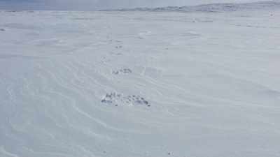 They're being stalked. - Frozen Planet II