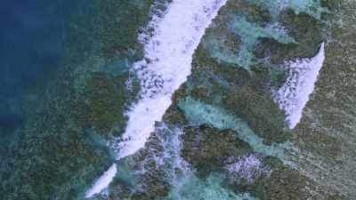 They're better than the ones
that we can produce, - Chasing Coral
