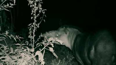 THEY'RE BIG BEASTS
AND STRANGE CREATURES. - Expedition Mungo