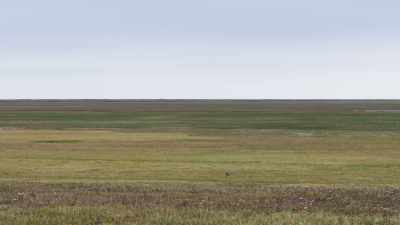 They're so big, the whole group
might be spotted by predators, - Frozen Planet II