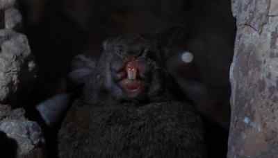 They're as big as wolves. - Night of the Lepus