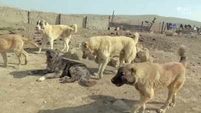 They're bred to kill wolves, - From Russia to Iran: Crossing Wild Frontier