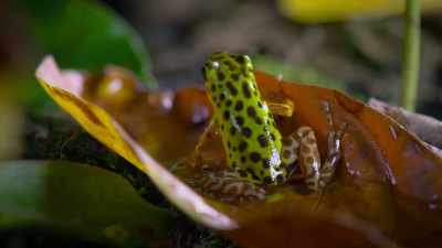 They're different because
the diet on some islands - Attenborough's Life in Colour