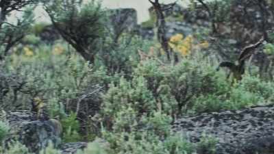 They're dramatically expanding
from their historical range, - Epic Yellowstone