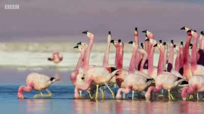 They're so eager,
they don't even pause to feed. - Planet Earth: A Celebration