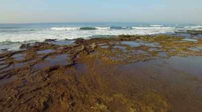 They're easiest to spot
in rock pools like these - Kings of Pain