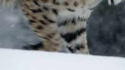 They're elusive hunters. - Epic Yellowstone