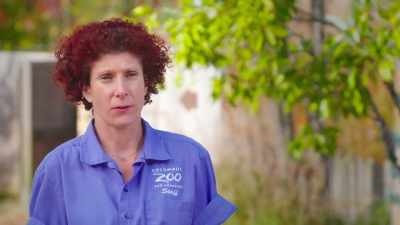 They're extremely threatened
basically for their habitat
destruction and they're also - Secrets of the Zoo