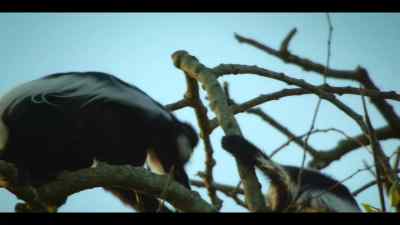They're fast and agile. - Chimp Empire