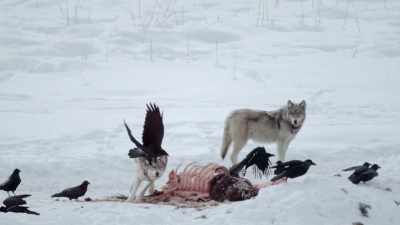 They're feeding on
their biggest kill yet: - Epic Yellowstone