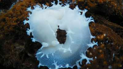 They're fertilising each other, - Seven Worlds, One Planet