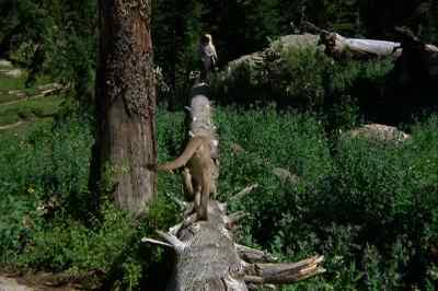 They're following us. - The Adventures of the Wilderness Family
