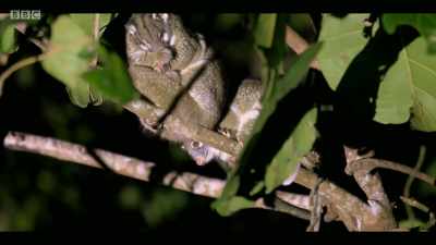 They're forced to move higher
and higher where it's cooler, - Extinction: The Facts