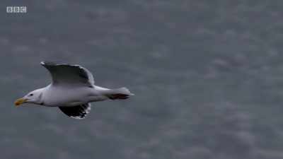 They're formidable predators - Wales: Land of the Wild