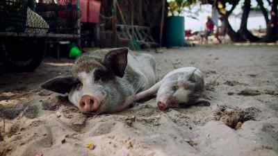 They're found throughout the world - Pignorant