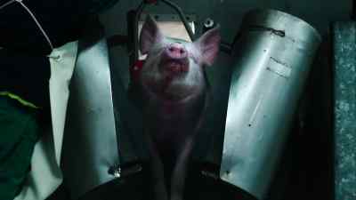 They're getting a shock - Pignorant