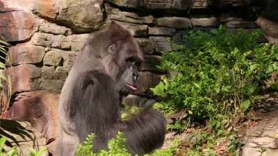 They're getting older,
they're really rambunctious. - Magic of Disney's Animal Kingdom