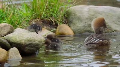 They're growing more independent by the day... - Tiny World