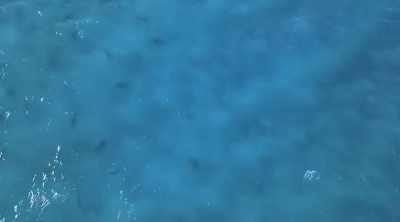 They're here for this - Shark Attack Files