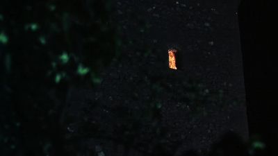 They're in there - Bloodlust: Subspecies III