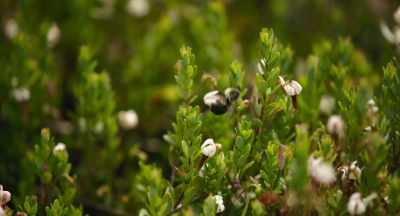 They're in trouble because - The Pollinators