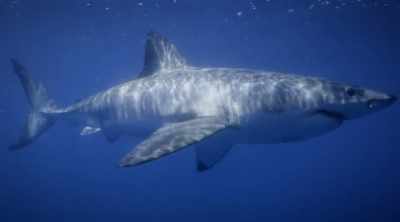They're incredibly-designed
predators and, - Shark Attack Files