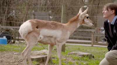 They're just not built
to be rough and tumble - Secrets of the Zoo