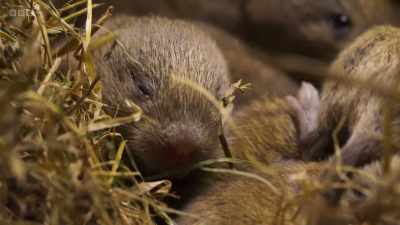 They're just ten-days-old - Wild Isles