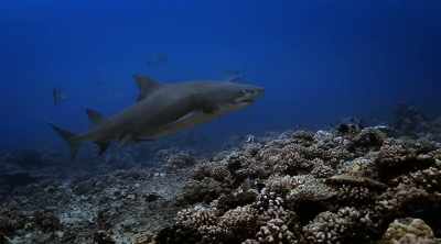 They're known as docile animals
that rarely attack humans, - Shark Attack Files