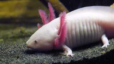 They're known as the Mexican walking fish, - Absurd Planet